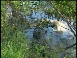 Dead carcass being torn and eaten by alligator in swamp, top view, Brazos Bend State Park, Texas, USA Stock Footage