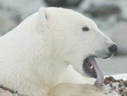 MS Polar bear sleeping in snow on shore of hudson bay / Churchill, Manitoba, Canada Stock Footage