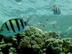 MS Coral reef with sergeant major fish and orange anthias fish / Egypt Stock Footage