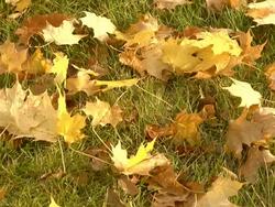 MS TU Shot of orange leaves / Ann Arbor, Michigan, United States Stock Footage
