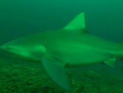 Wide Shot pan-left - A shark swims above the ocean floor. Stock Footage