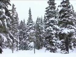 MS PAN Through coastal temperate rainforest in storm Stock Footage