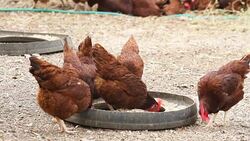 Chicken Eating Food in farm Stock Footage