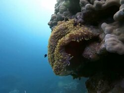 Anemon and Clown Fish 2 Stock Footage