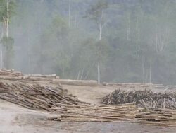 WS Logging yard with forest / Tawau, Sabah, Malaysia Stock Footage