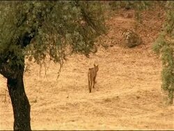 Iberian lynx (Lynx Pardinus) in wild, Sierra Morena, Andalucia, Southern Spain Stock Footage