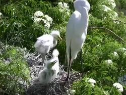 Egret Chicks In The Nest With Mom Stock Footage
