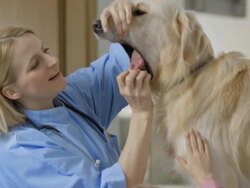 Vet Examining A Dog Stock Footage