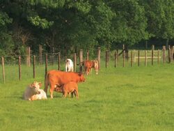 NTSC:Cattle Stock Footage