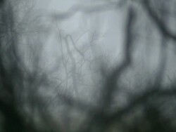 Fire. Forest. Stock Footage