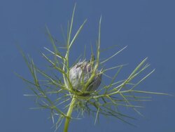 T/L Love-in-a-mist (Nigella damascena) flowering Stock Footage