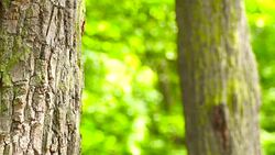 Tree bark-camera panning left Stock Footage