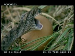 CU Egg eater (snake) dislocating jaw preparing to feed on chicken egg, talking Stock Footage