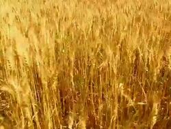 HD CRANE: Golden wheat Stock Footage