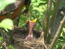 CU Shot of mother robin flies into her nest with worm and feeds it to hungry chicks, She removes waste excreted by chicks afterwards / Chelsea, Michigan, United States Stock Footage