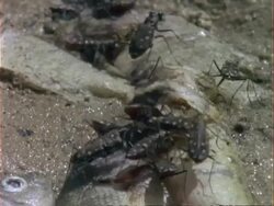 CU Tiger Beetles scavenging on dead fish, USA Stock Footage