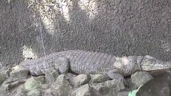 CLEAN : Belgian man dreams of an animal sanctuary in the DRC News Clip