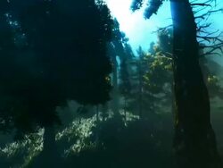 Primeval forest Stock Footage