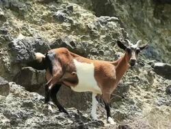 MS Wild goat at Cliff of Chichi jima island, UNESCO World Natural Heritage Ogasawara Islands / Ogasawara Islands, Tokyo, Japan Stock Footage
