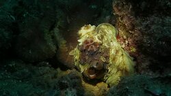 Close-up shot of Reef Octopus Stock Footage