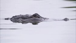 A crocodile glides eye deep in a river. Stock Footage