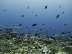 Trigger fish swimming frantically while a shark swims among them Stock Footage
