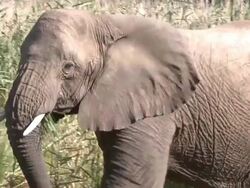 Desert Elephant (Loxodonta africana) with mouthful of grasses, Ugab River Basin, Namibia: desert-dwelling population of African Bush Elephant though not distinct subspecies Stock Footage
