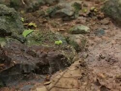 Termites on the forest floor Stock Footage