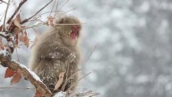 HD Slow Motion: Snow Monkey Japanese Macaque on tree eating Stock Footage