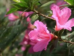 Pink Azaleas Stock Footage