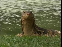 Alligator-size lizards invade Bangkok park News Clip