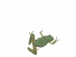 Green Tree Frog Stock Footage