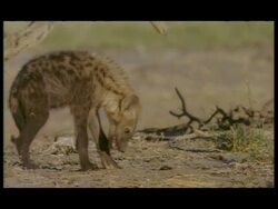 MS Spotted Hyena (Crocuta crocuta) chewing, Botswana Stock Footage