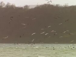 MS Birds flying over water / Guanacaste, Costa Rica Stock Footage