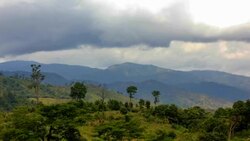 Rainforest Stock Footage