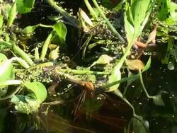 Water Hyacinth, Eichhornia crassipes, root system cleaning the river Stock Footage