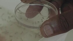 CLEAN : File: First Zika virus death in Frances Martinique: authorities News Clip