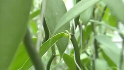 CLEAN : Vanilla and spice next to bloom in Dutch greenhouses News Clip