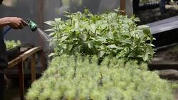 CLEAN : Guatemalan indigenous collect rainwater as droughts loom News Clip