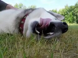 The owner is petting Siberian Husky. Stock Footage