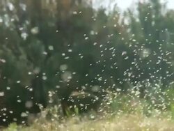 MS Shot of Thousands of mosquito swarm / Maagan Michael, Carmel Coast, Israel Stock Footage