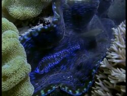 Clam underwater, open shell overgrown by various corals, Great Barrier Reef Stock Footage