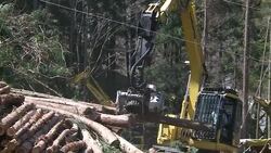 CLEAN : Spring in Japan: beautiful blossoms and hayfever misery News Clip