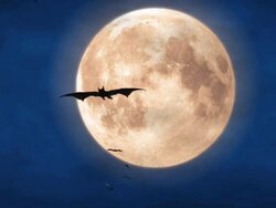 Full Moon Stock Footage