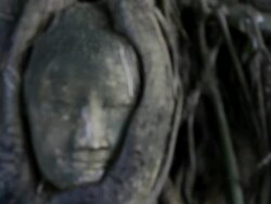 CU Face of stone  buddha in tree / Ayutthaya, Thailand Stock Footage