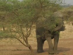 African Bush Elephant (Loxodonta africana) eating acacia tree, Serengeti, Tanzania Stock Footage