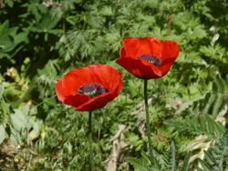 Poppies blowing in the wind Stock Footage