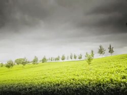 MS PAN T/L View of stormy clouds over tree plantation / Tanzania Stock Footage