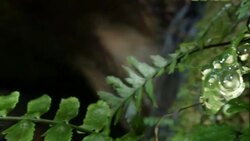 Eggs of Maria's Giant Glass Frog (Nymphargus mariae) in the Ecuadorian Amazon with a waterfall in the background Stock Footage