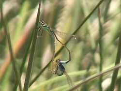 Damselflies Stock Footage